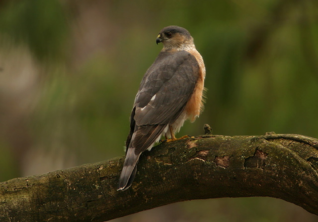 Accipiter striatus Accipitridae