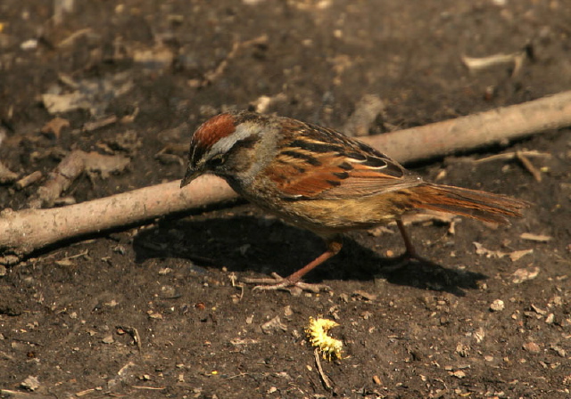 Melospiza georgiana Emberizidae