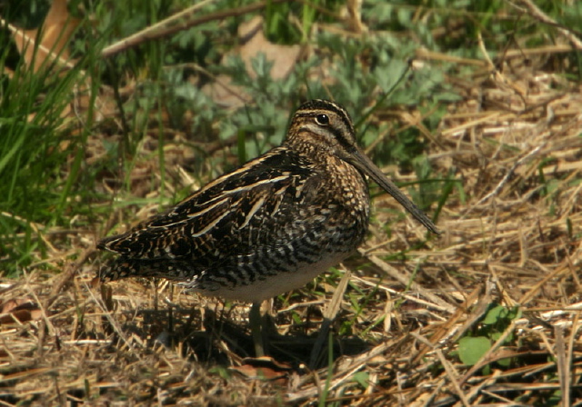 Gallinago delicata Scolopacidae