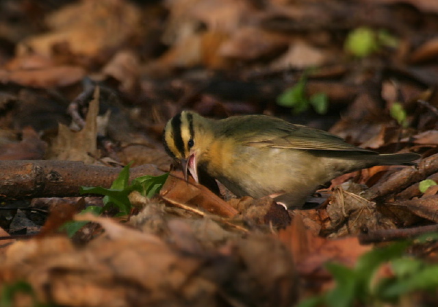 Helmitheros vermivorus Parulidae