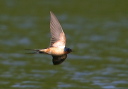 barnswallow627