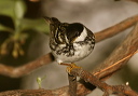 blackpoll748