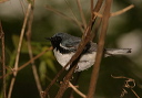 blackthroatedblue539