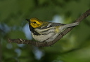 blackthroatedgreen660