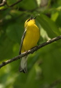 bluewingedwarbler797