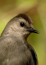 catbirdz417