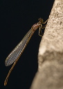 coenagrionidae_sp990