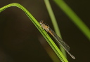 eforktail888