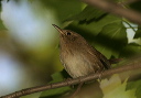 housewren663