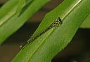 ischnura_posita975