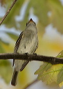 leastflycatcher738