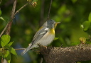 nparula592