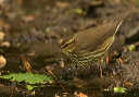 nwaterthrush530