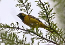 orcardoriole703