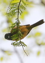 orchardoriole684