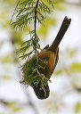 orchardoriole685