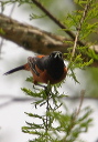 orchardoriole692