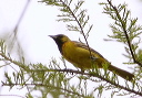 orchardoriole705