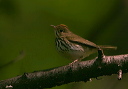 ovenbird516