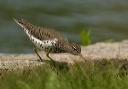 spotted_sandpiper562