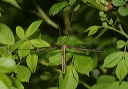 tipula_img_0826