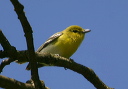 yellowthroatedvireo489