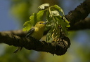 yellowthroatedvireo495