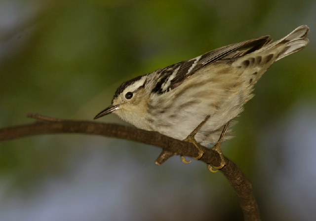 Mniotilta varia Parulidae