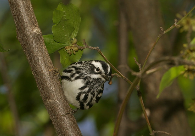 Mniotilta varia Parulidae