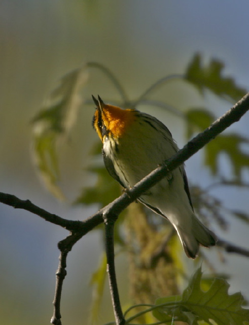 Dendroica fusca Parulidae