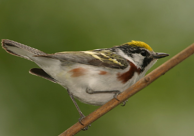 Dendroica pensylvanica Parulidae