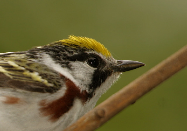 Dendroica pensylvanica Parulidae