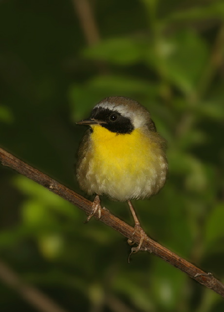 Geothlypis trichas Parulidae