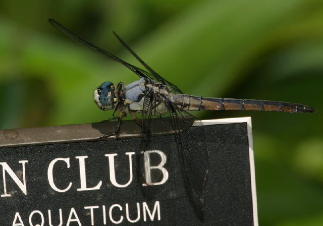 Libellula vibrans Libellulidae