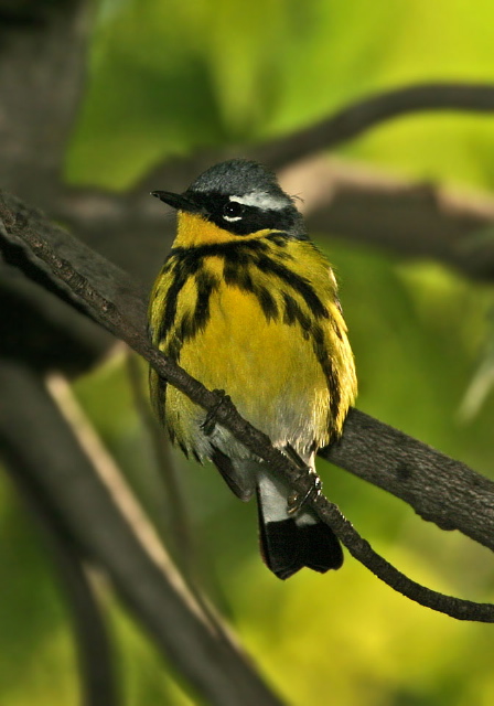 Dendroica magnolia Parulidae