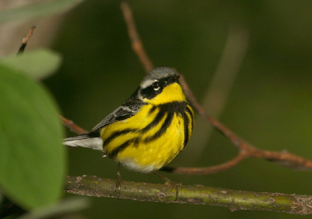 Dendroica magnolia Parulidae