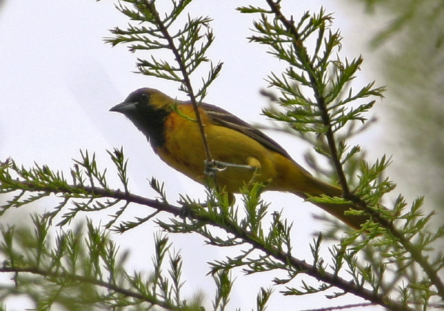 Icterus spurius Icteridae