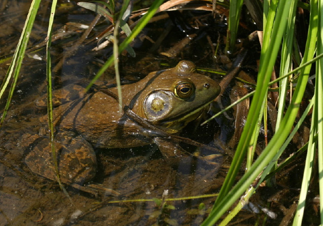 Rana catesbeiana Ranidae