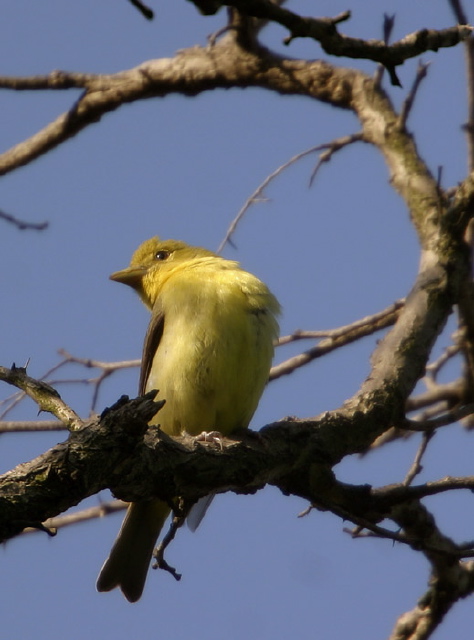 Piranga olivacea Thraupidae