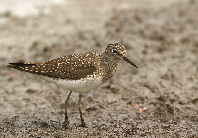 Tringa solitaria Scolopacidae