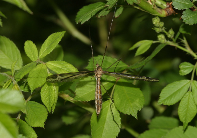 Tipula (Yamatotipula) sp. Tipulidae