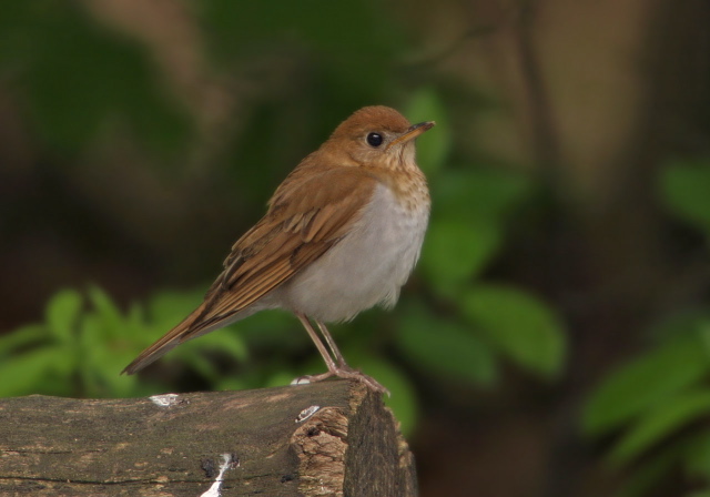 Catharus fuscescens Turdidae