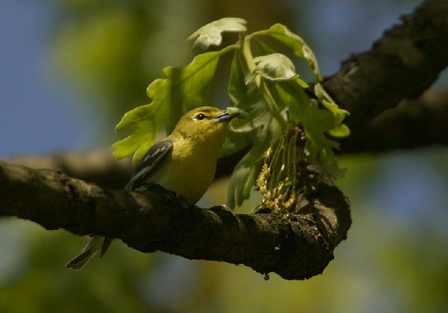 Vireo flavifrons Vireonidae