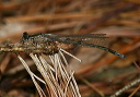bluet_img_0696
