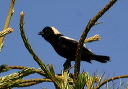 bobolink076