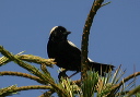 bobolink085