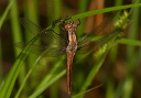 chalkfrontedcorporal517