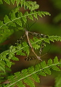 crane_fly_img_0542