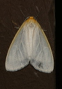 cycnia_img_0443