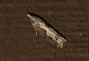 epinotia_img_0449